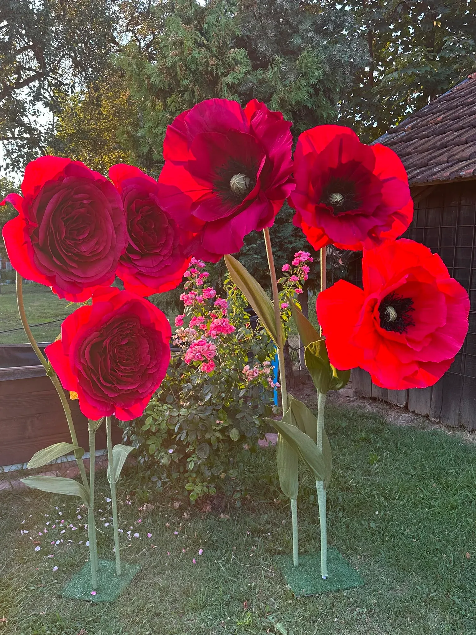 Divovski makovi i ruže u vrtu